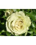 Rose floribunda Lovely Green 